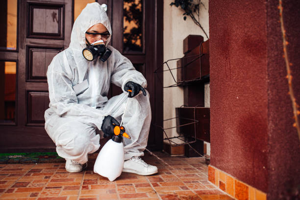 Reliable Wasp Removal contractor in Lakewood, CO by Show Me Pest Control